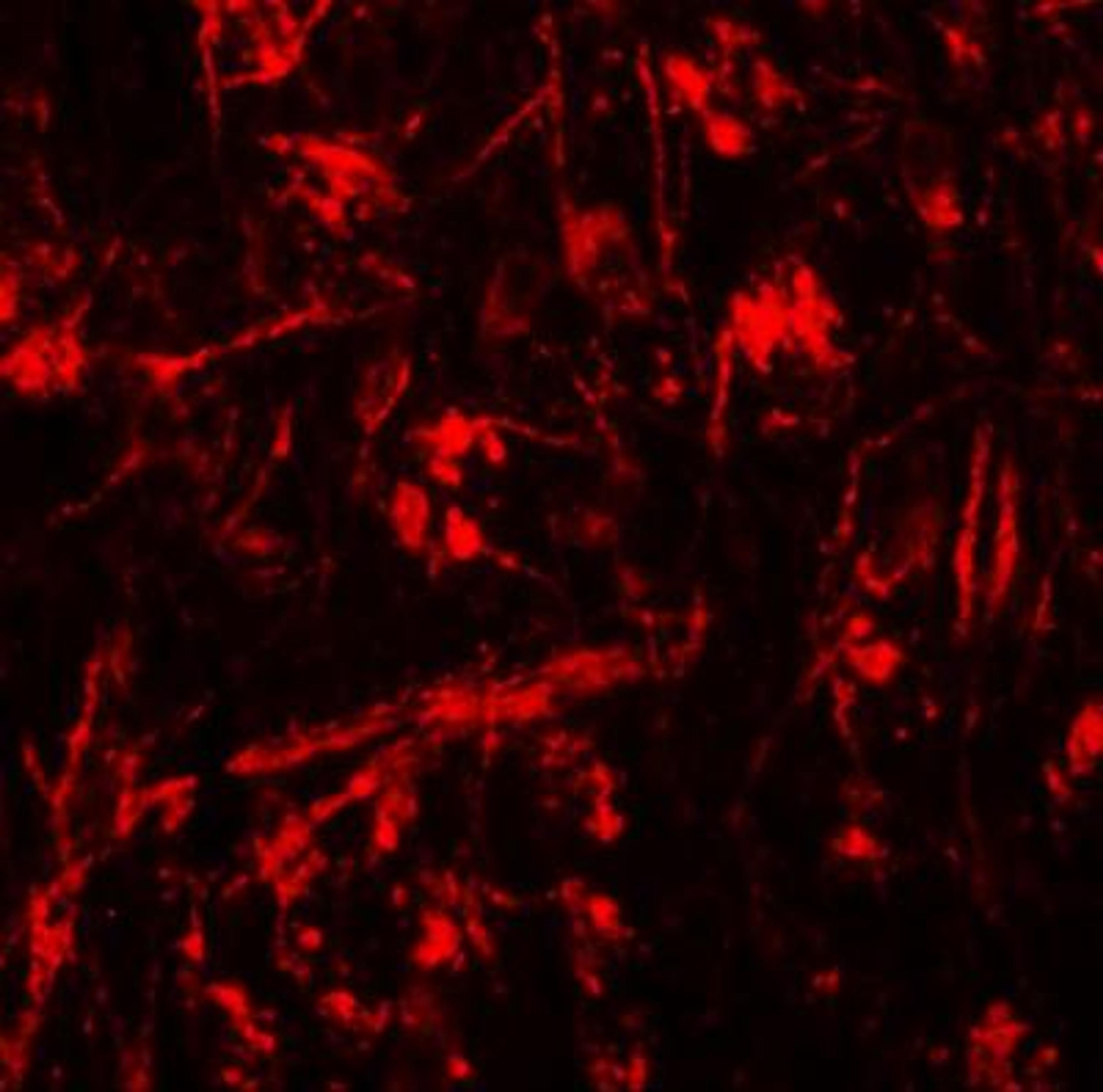 Immunocytochemistry/Immunofluorescence: ORMDL1 Antibody [NBP1-76577] - Immunofluorescence of ORMDL1 in mouse brain tissue with ORMDL1 antibody at 20 ug/mL.