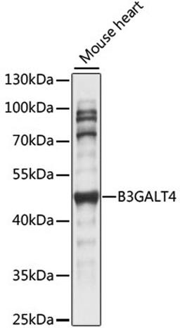 Western blot - B3GALT4 antibody (A15341)