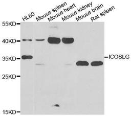 Western blot analysis of extracts of various cell lines using ICOSLG antibody