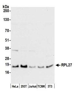 Detection of human and mouse RPL27 by western blot.