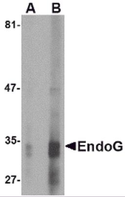 Western blot analysis of EndoG expression in HepG2 cell lysate with EndoG antibody at (A) 2.5 and (B) 5 μg/mL.