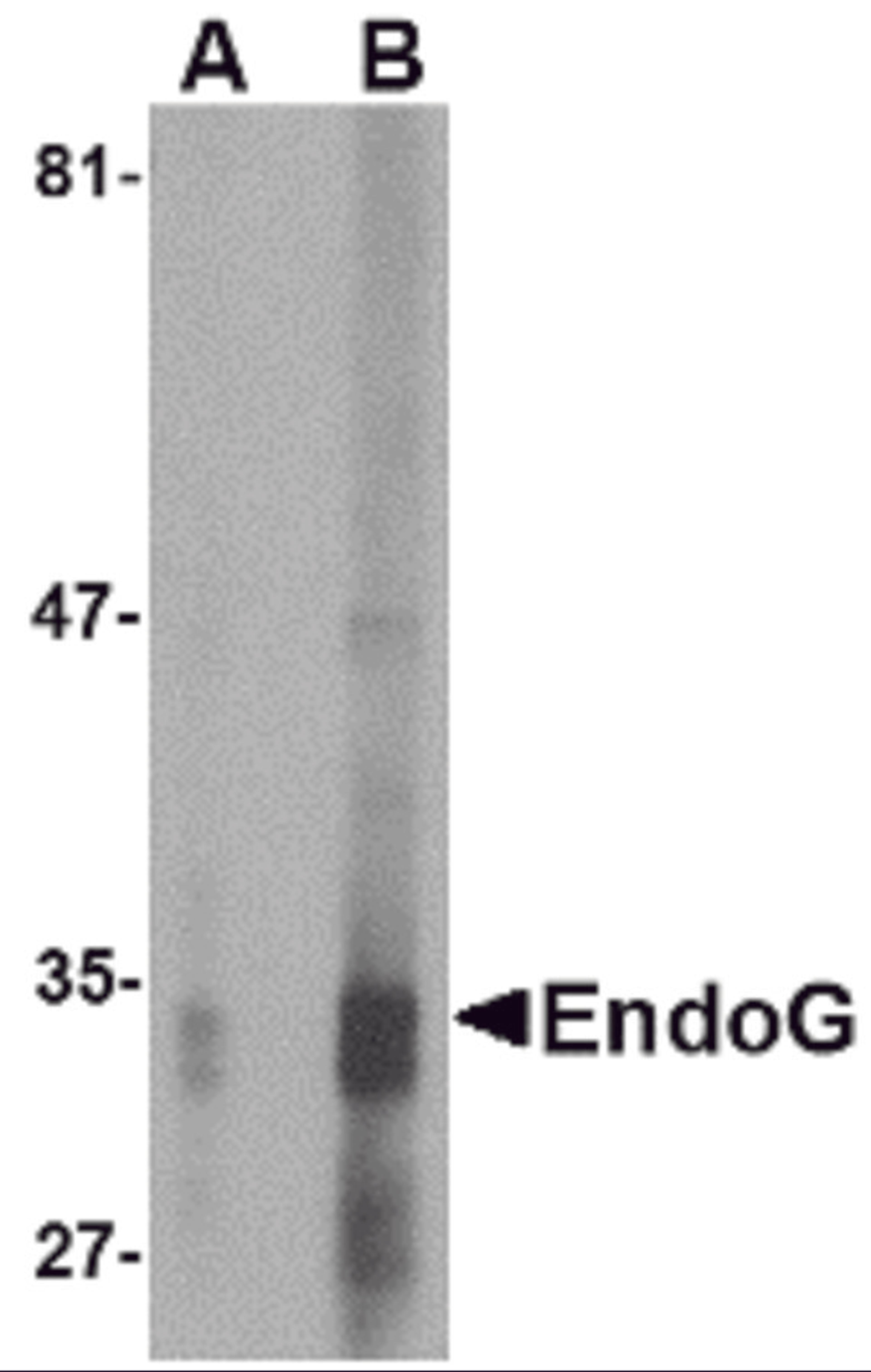 Western blot analysis of EndoG expression in HepG2 cell lysate with EndoG antibody at (A) 2.5 and (B) 5 μg/mL.