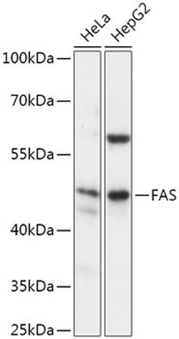 Western blot - FAS antibody (A2639)