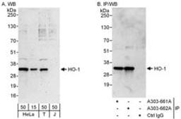 Detection of human HO-1 by western blot and immunoprecipitation.