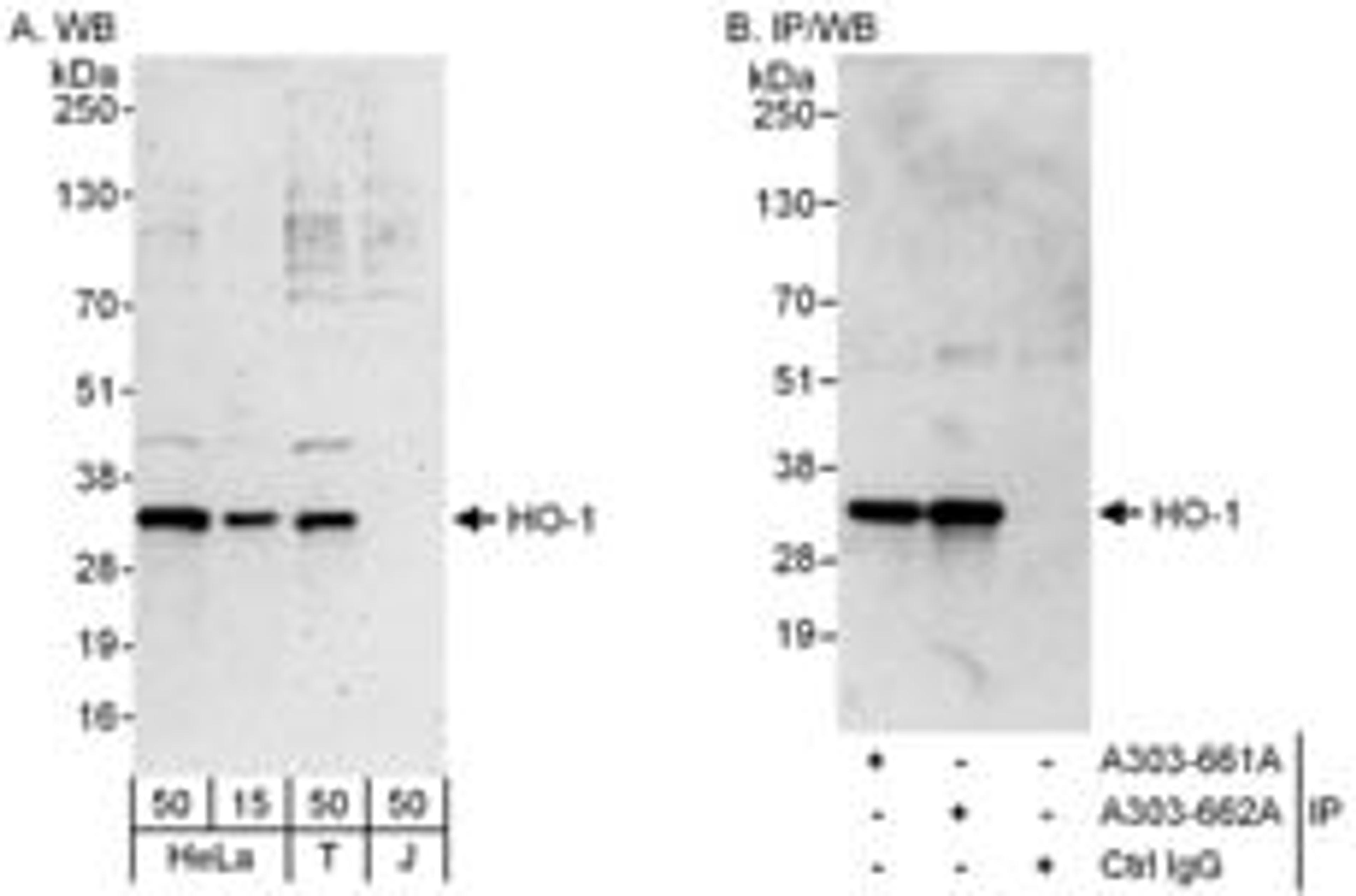 Detection of human HO-1 by western blot and immunoprecipitation.