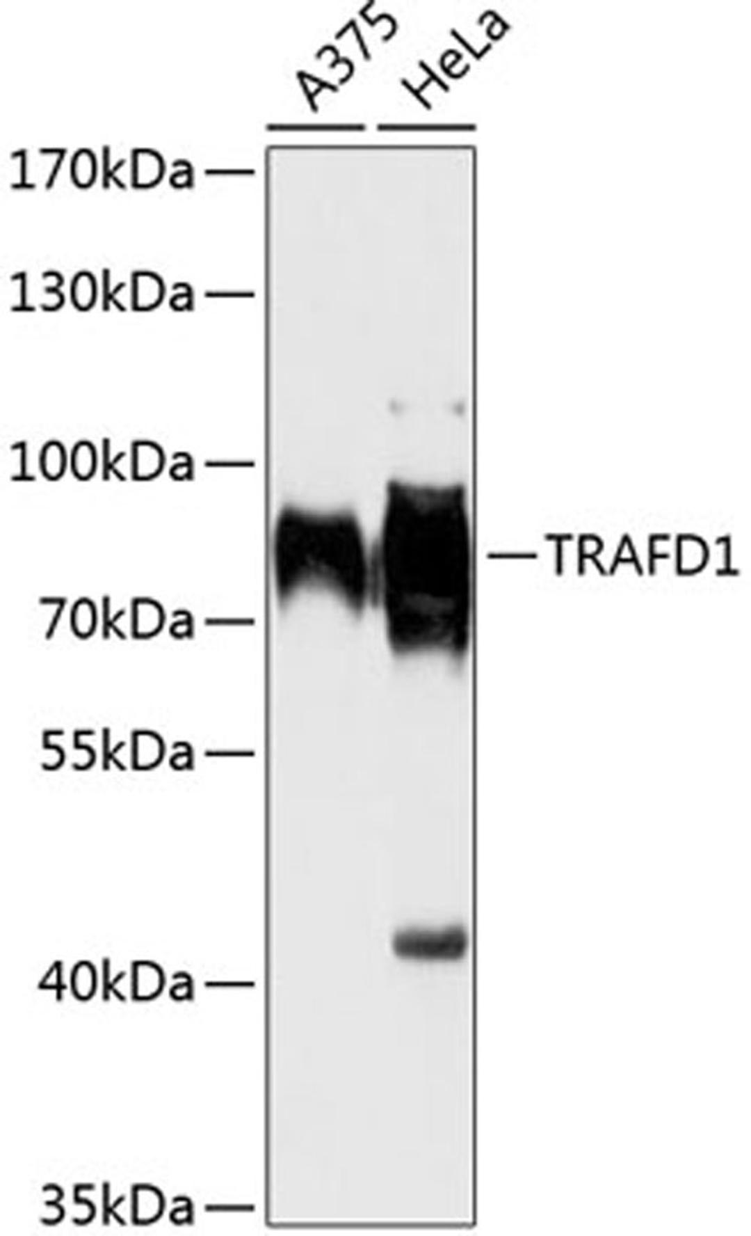 Western blot - TRAFD1 antibody (A13073)