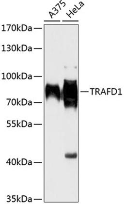 Western blot - TRAFD1 antibody (A13073)