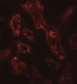 Immunofluorescence: ARF6 Antibody [NBP2-41263] - ARF6 in human kidney tissue with ARF6 antibody at 20 ug/mL.