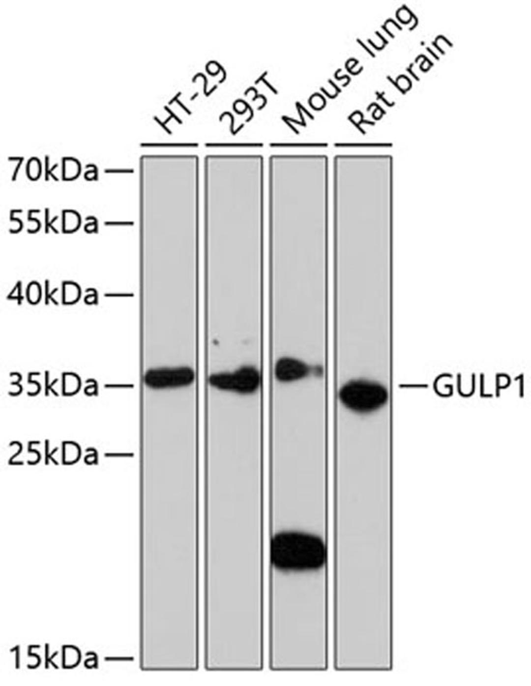 Western blot - GULP1 antibody (A3432)