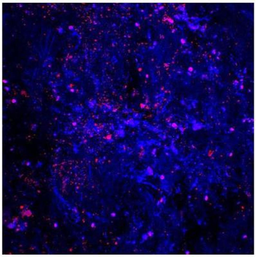 Immunocytochemistry/Immunofluorescence: IL-1 beta/IL-1F2 Antibody [NB600-633] - Trabecular Meshwork (TM) region of pig eyes were stained with IL-1 beta antibody (red). Image from verified customer review.