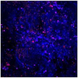 Immunocytochemistry/Immunofluorescence: IL-1 beta/IL-1F2 Antibody [NB600-633] - Trabecular Meshwork (TM) region of pig eyes were stained with IL-1 beta antibody (red). Image from verified customer review.