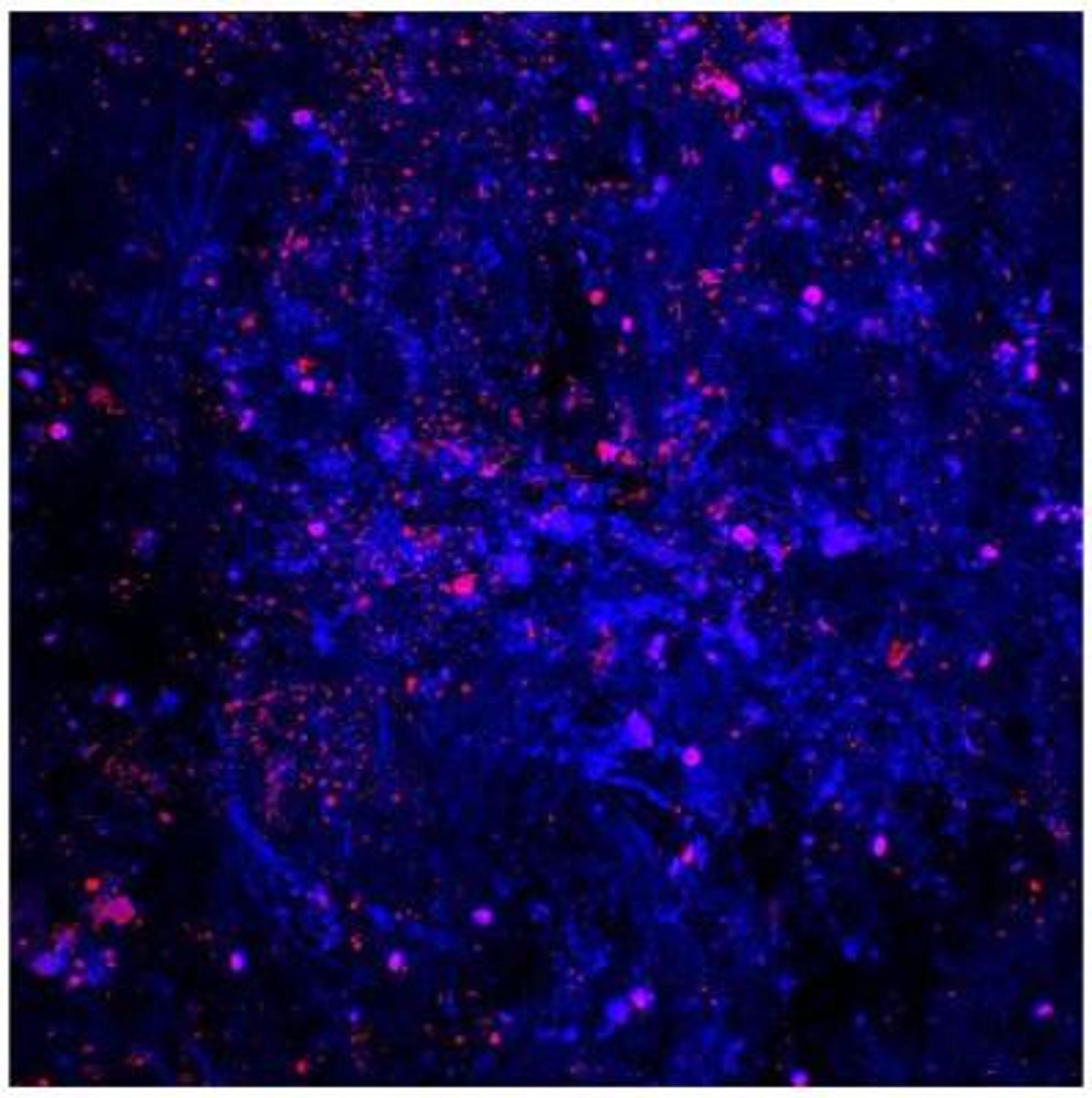 Immunocytochemistry/Immunofluorescence: IL-1 beta/IL-1F2 Antibody [NB600-633] - Trabecular Meshwork (TM) region of pig eyes were stained with IL-1 beta antibody (red). Image from verified customer review.