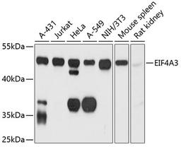 Western blot - EIF4A3 antibody (A4338)