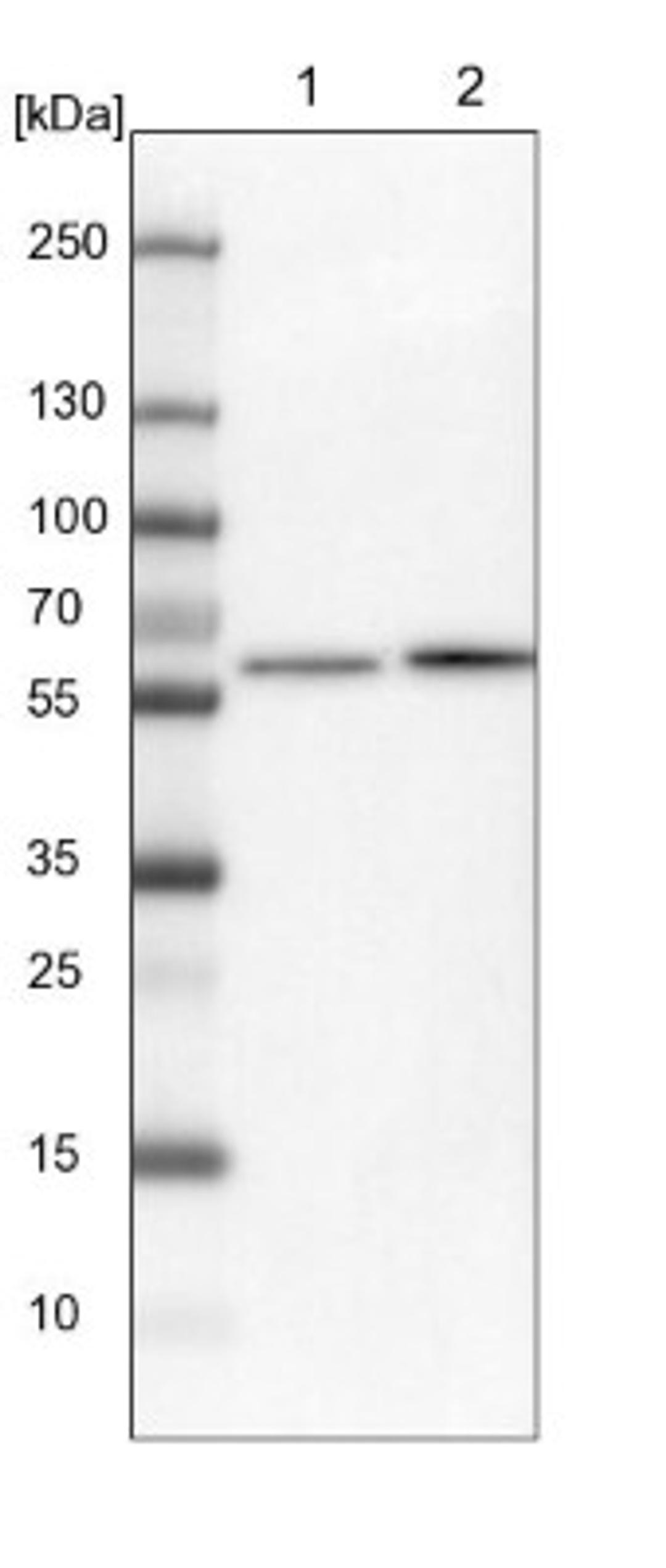 Western Blot: FAM114A2 Antibody [NBP1-89407] - Lane 1: NIH-3T3 cell lysate (Mouse embryonic fibroblast cells)<br/>Lane 2: NBT-II cell lysate (Rat Wistar bladder tumour cells)