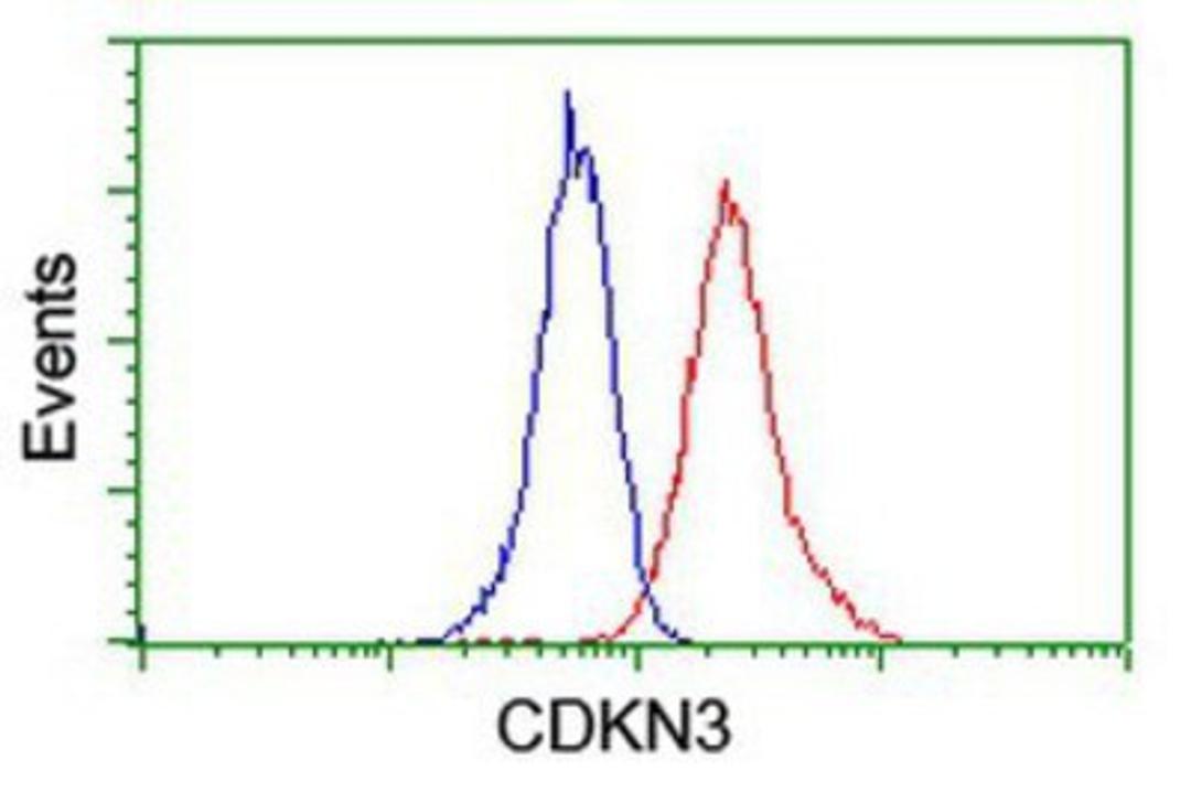 Flow Cytometry: CDKN3 Antibody (2E11) [NBP2-01245] - Analysis of Jurkat cells, using anti-CDKN3 antibody, (Red), compared to a nonspecific negative control antibody (Blue).