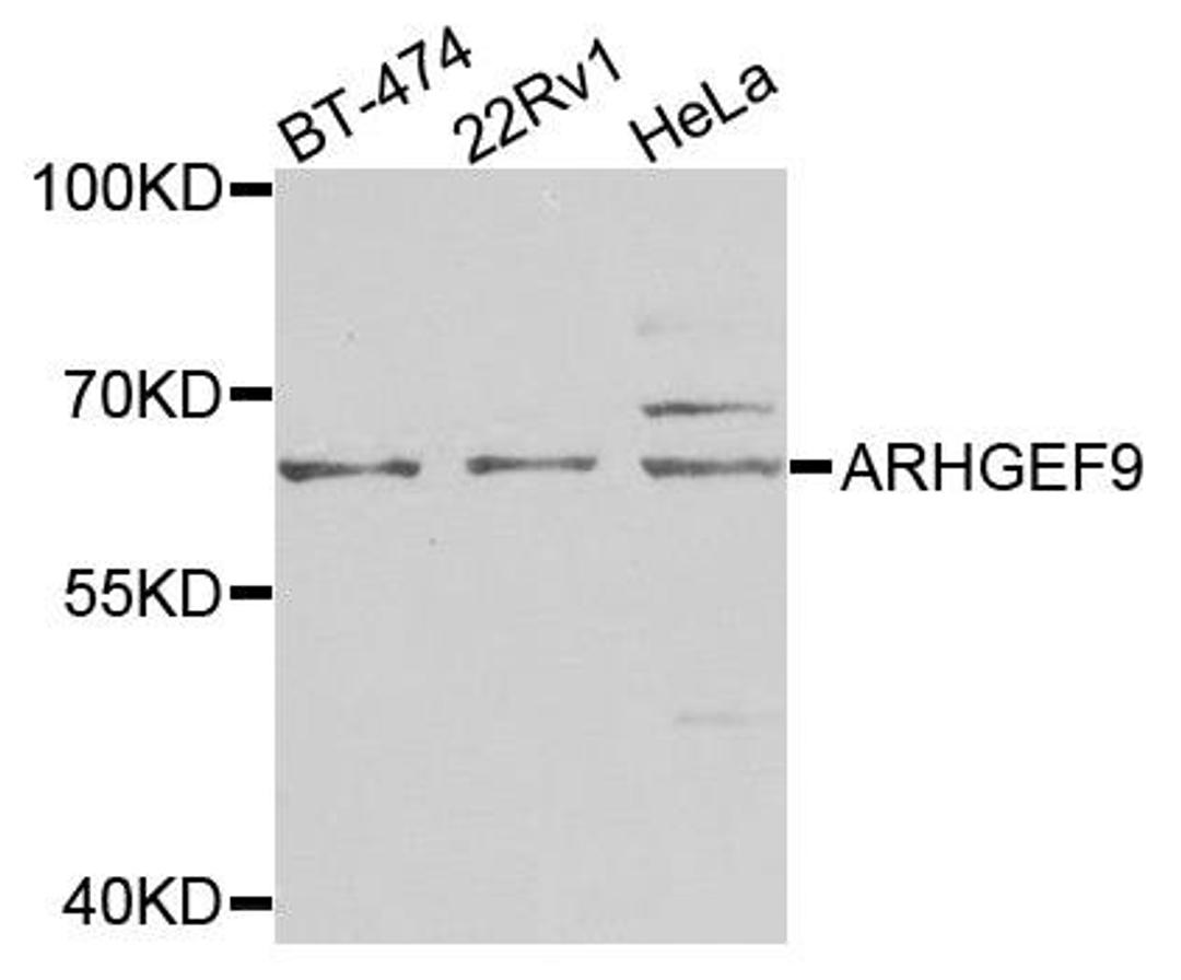 Western blot analysis of extracts of various cells using ARHGEF9 antibody