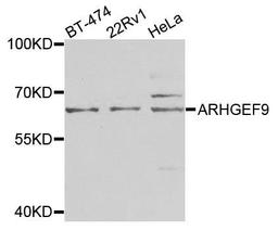 Western blot analysis of extracts of various cells using ARHGEF9 antibody