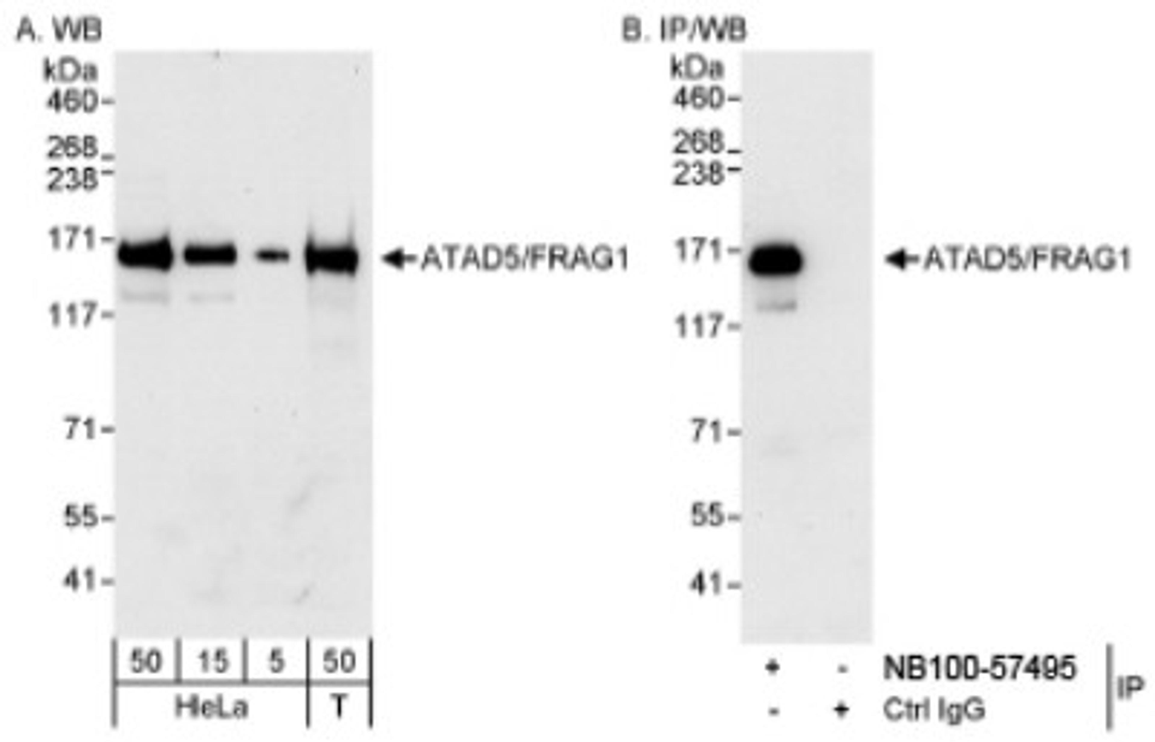 Western Blot: Atad5 Antibody [NB100-57495] - Detection of Human ATAD5/FRAG1 on HeLa whole cell lysates using NB100-57495.