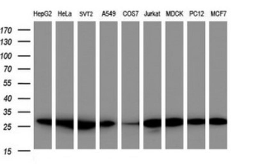 Western Blot: PSMA2 Antibody (3D9) [NBP2-45418] - Analysis of extracts (35ug) from 9 different cell lines (HepG2: human; HeLa: human; SVT2: mouse; A549: human; COS7: monkey; Jurkat: human; MDCK: canine; PC12: rat; MCF7: human).