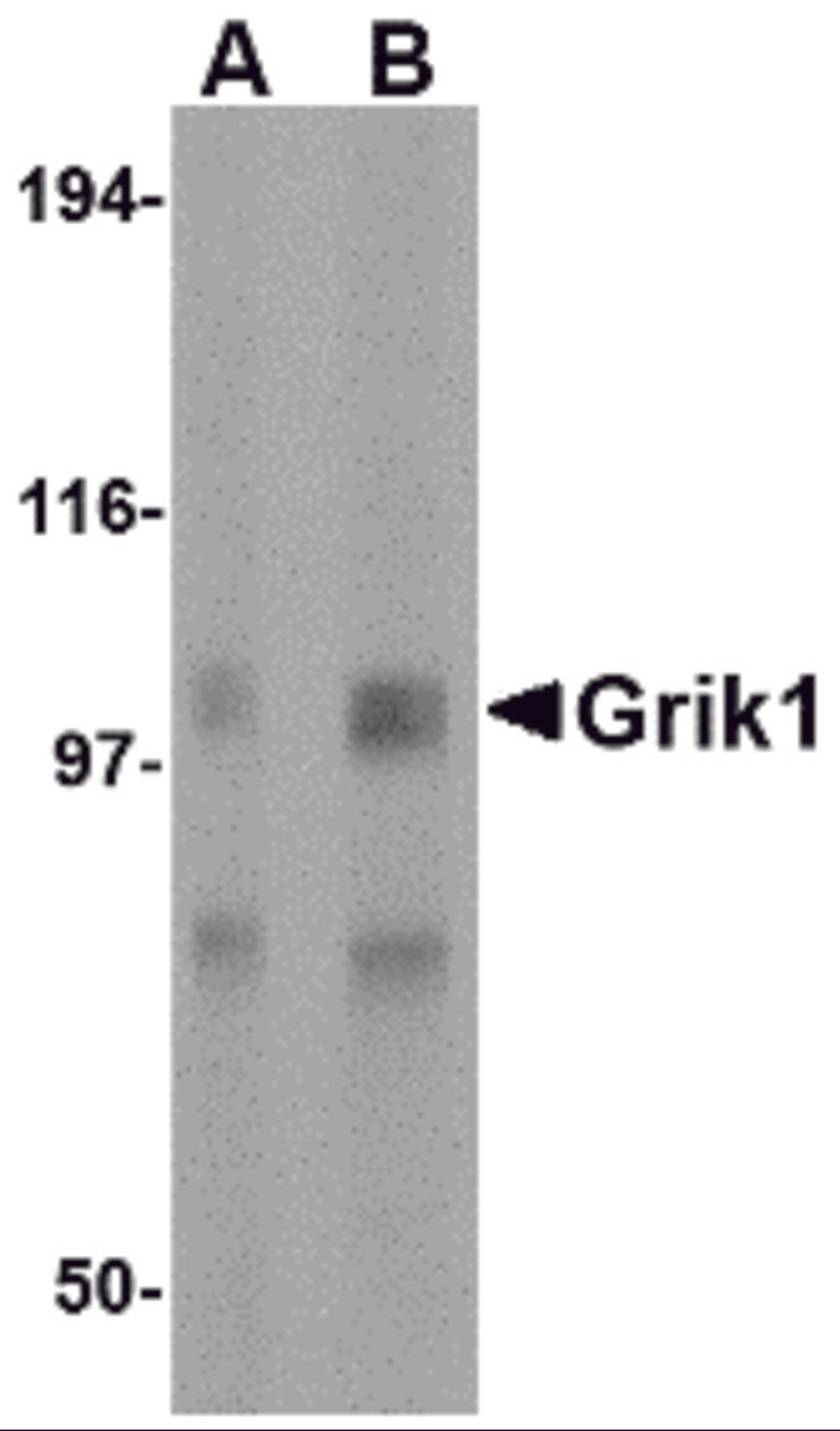 Western blot analysis of Grik1 in rat brain tissue lysate with Grik1 antibody at (A) 0.5 and (B) 1 μg/mL.