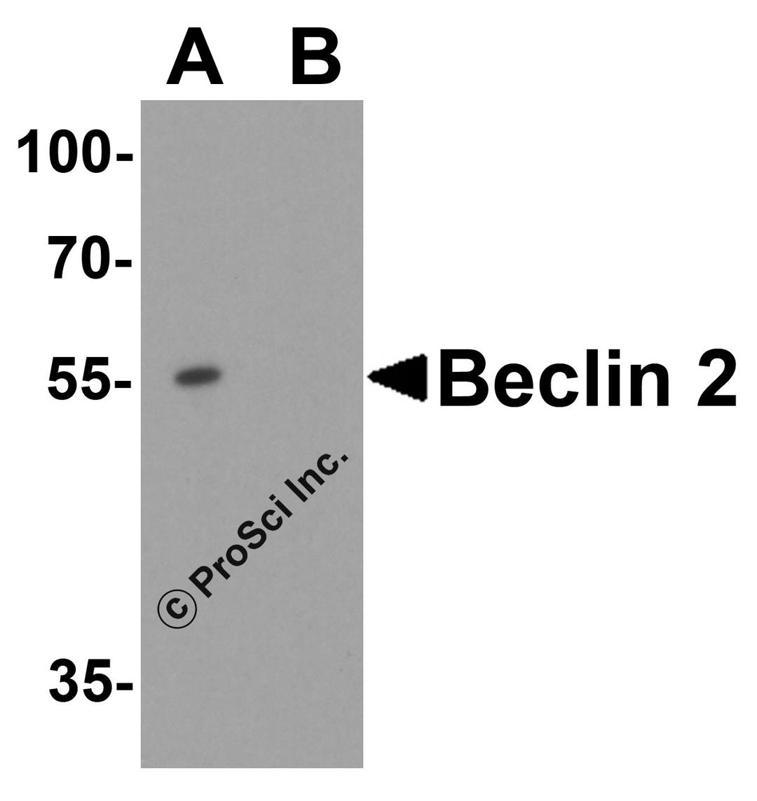 Western blot analysis of Beclin 2 in Jurkat cell lysate with Beclin 2 antibody at 1 μg/ml in (A) the absence and (B) the presence of blocking peptide.