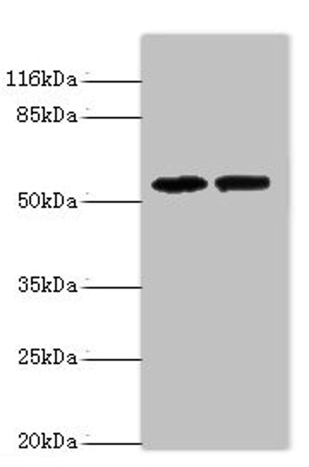 Western blot. All lanes: PAIP1 antibody at 8ug/ml. Lane 1: Hela whole cell lysate. Lane 2: PC-3 whole cell lysate. Secondary. Goat polyclonal to rabbit IgG at 1/10000 dilution. Predicted band size: 54, 46, 43 kDa. Observed band size: 54 kDa. 