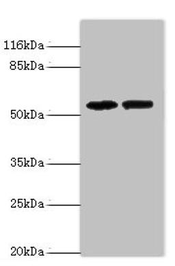 Western blot. All lanes: PAIP1 antibody at 8ug/ml. Lane 1: Hela whole cell lysate. Lane 2: PC-3 whole cell lysate. Secondary. Goat polyclonal to rabbit IgG at 1/10000 dilution. Predicted band size: 54, 46, 43 kDa. Observed band size: 54 kDa. 