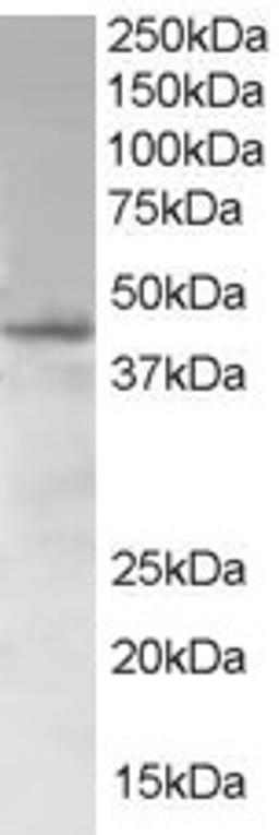 46-334 (1ug/ml) staining of Jurkat lysate (35ug protein in RIPA buffer). Primary incubation was 1 hour. Detected by chemiluminescence.