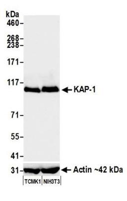 Detection of mouse KAP-1 by western blot.