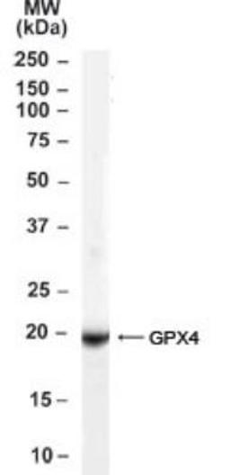 Immunohistochemistry-Paraffin: Glutathione Peroxidase 4 (Isoform a and c) Antibody [NB100-41379] - Analysis of Glutathione Peroxidase 4 (Isoform a and c) in Human Testis lysate using this antibody at 0.1ug/ml.