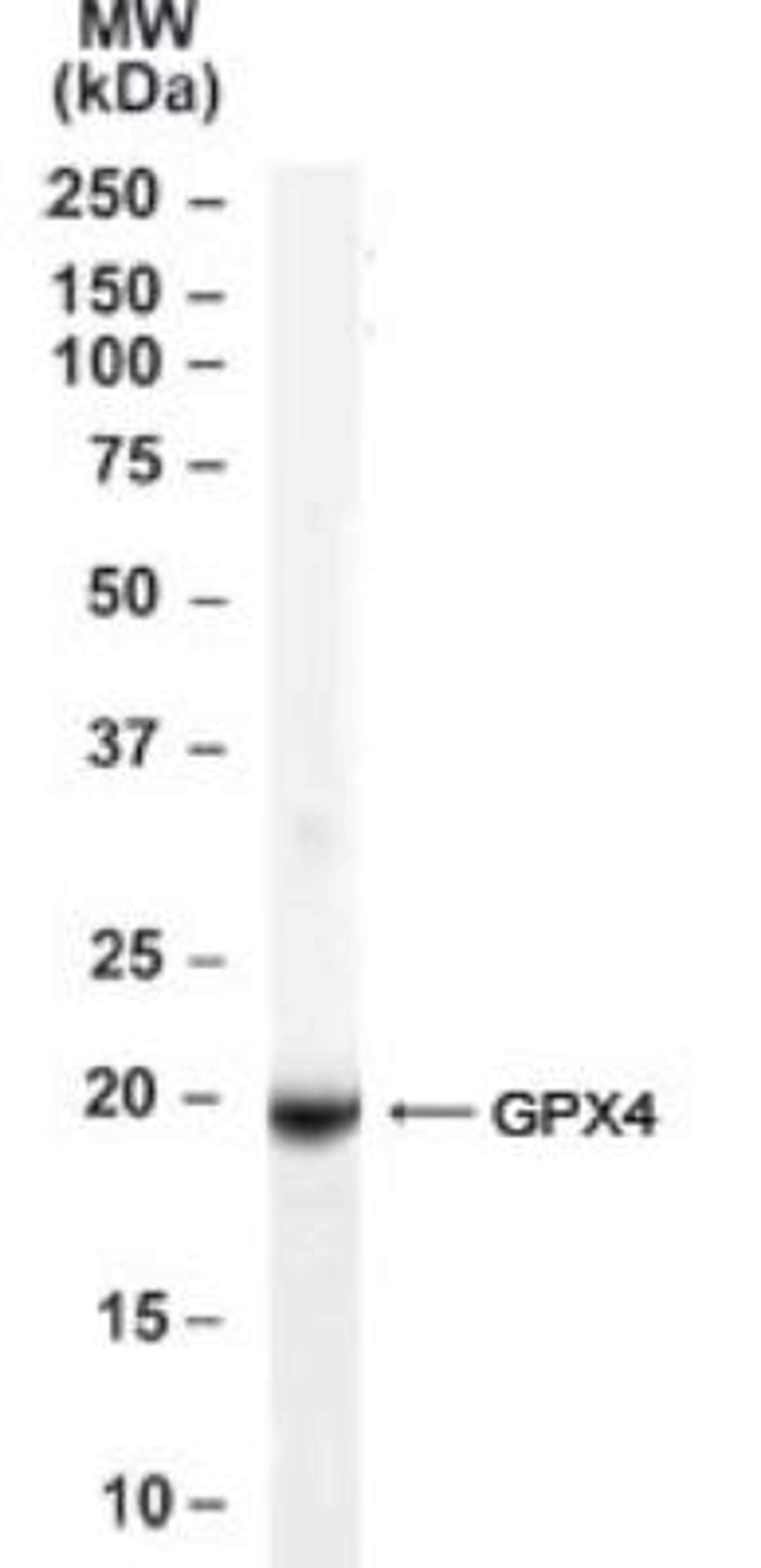 Immunohistochemistry-Paraffin: Glutathione Peroxidase 4 (Isoform a and c) Antibody [NB100-41379] - Analysis of Glutathione Peroxidase 4 (Isoform a and c) in Human Testis lysate using this antibody at 0.1ug/ml.