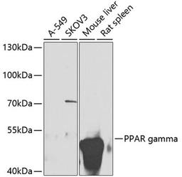 Western blot - PPAR gamma antibody (A11183)