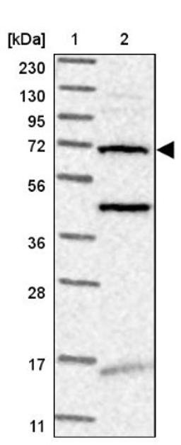 Western Blot: TMEM87B Antibody [NBP1-94006] - Lane 1: Marker [kDa] 230, 130, 95, 72, 56, 36, 28, 17, 11<br/>Lane 2: Human cell line RT-4