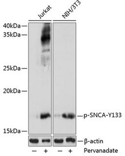 Western blot - Phospho-SNCA-Y133 pAb (AP1093)