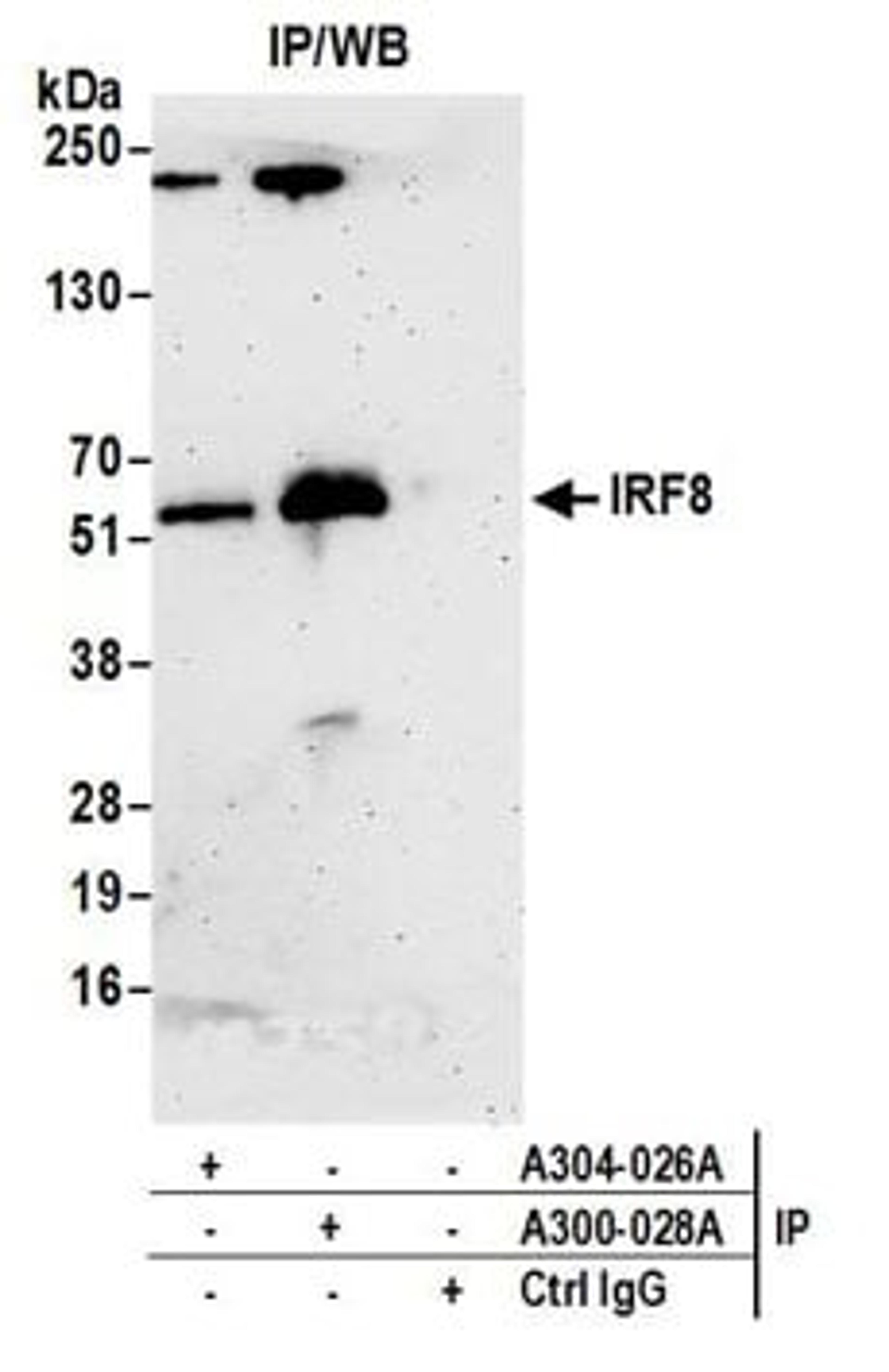 Detection of mouse IRF8 by western blot of immunoprecipitates.