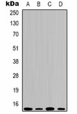 Western blot analysis of Hela (Lane 1), HepG2 (Lane 2), mouse spleen (Lane 3), rat spleen (Lane 4) whole cell lysates using Histone H3 (DiMethyl K79) antibody