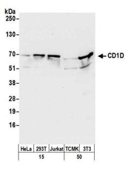 Detection of human and mouse CD1D by western blot.