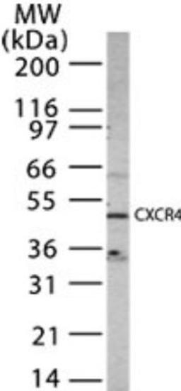 Western Blot: CXCR4 Antibody [NB100-56437] - Analysis using the Azide Free version of NB100-56437. Detection of 15 ug of Detection of HeLa cells with anti-CXCR4 at 1 ug/ml.