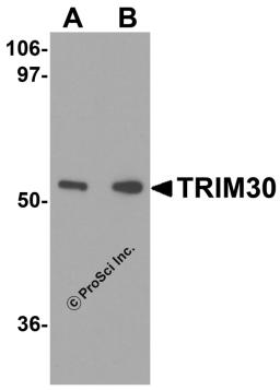 Western blot analysis of TRIM30 in mouse heart tissue lysate with TRIM30 antibody at (A) 1 and (B) 2 μg/mL.