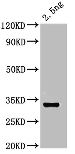 Western Blot. Positive WB detected in: recombinant protein. All lanes: otop1 Antibody at 1:1000. Secondary. Goat polyclonal to rabbit IgG at 1/50000 dilution. Predicted band size: 31 kDa. Observed band size: 31 kDa.