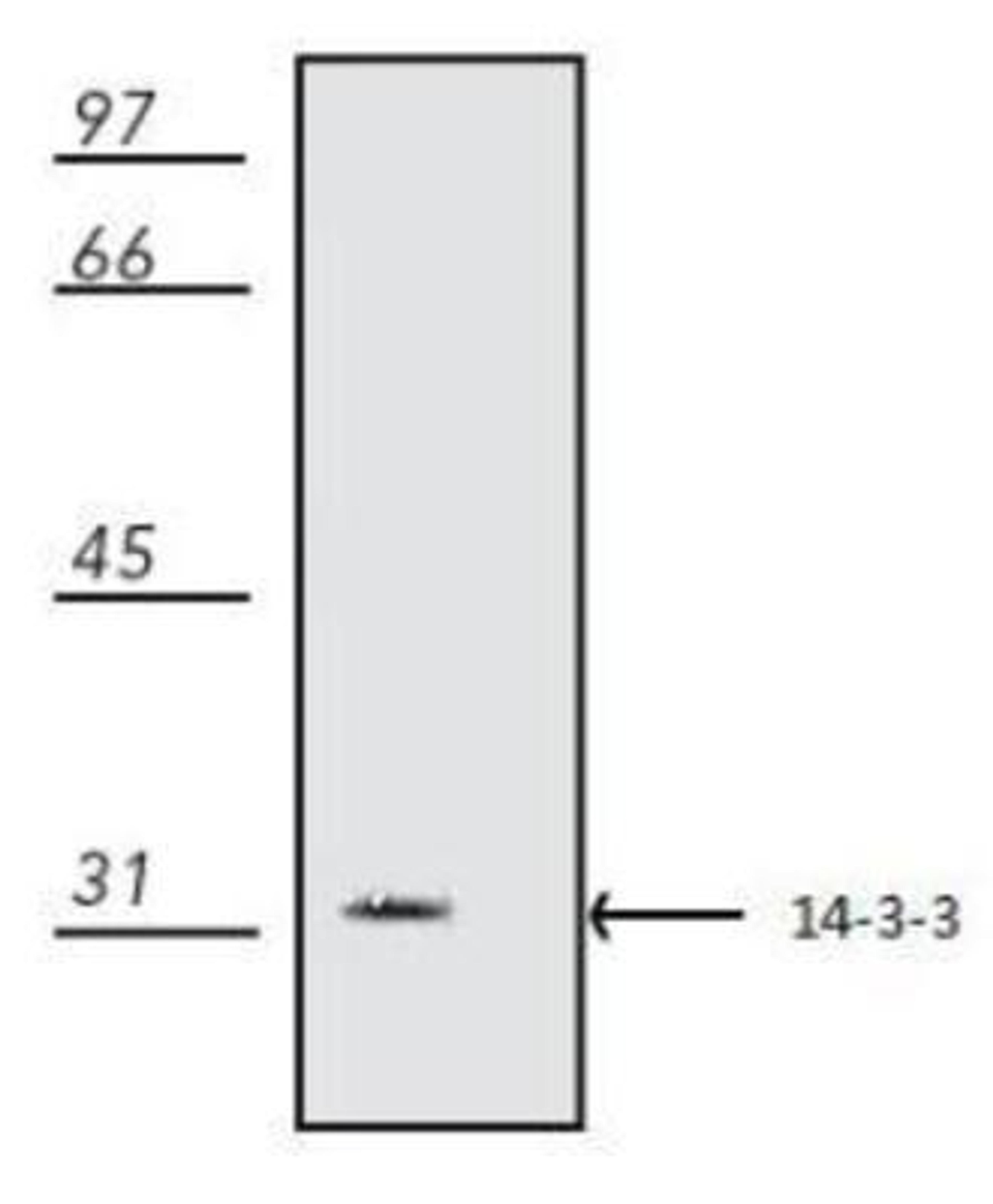 Western Blot: 14-3-3 zeta/beta Antibody (22-IID8B) [NB100-1964] - Human epidermoid carcinoma A431 cell lysate.