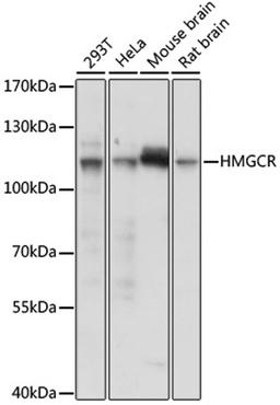 Western blot - HMGCR antibody (A16875)