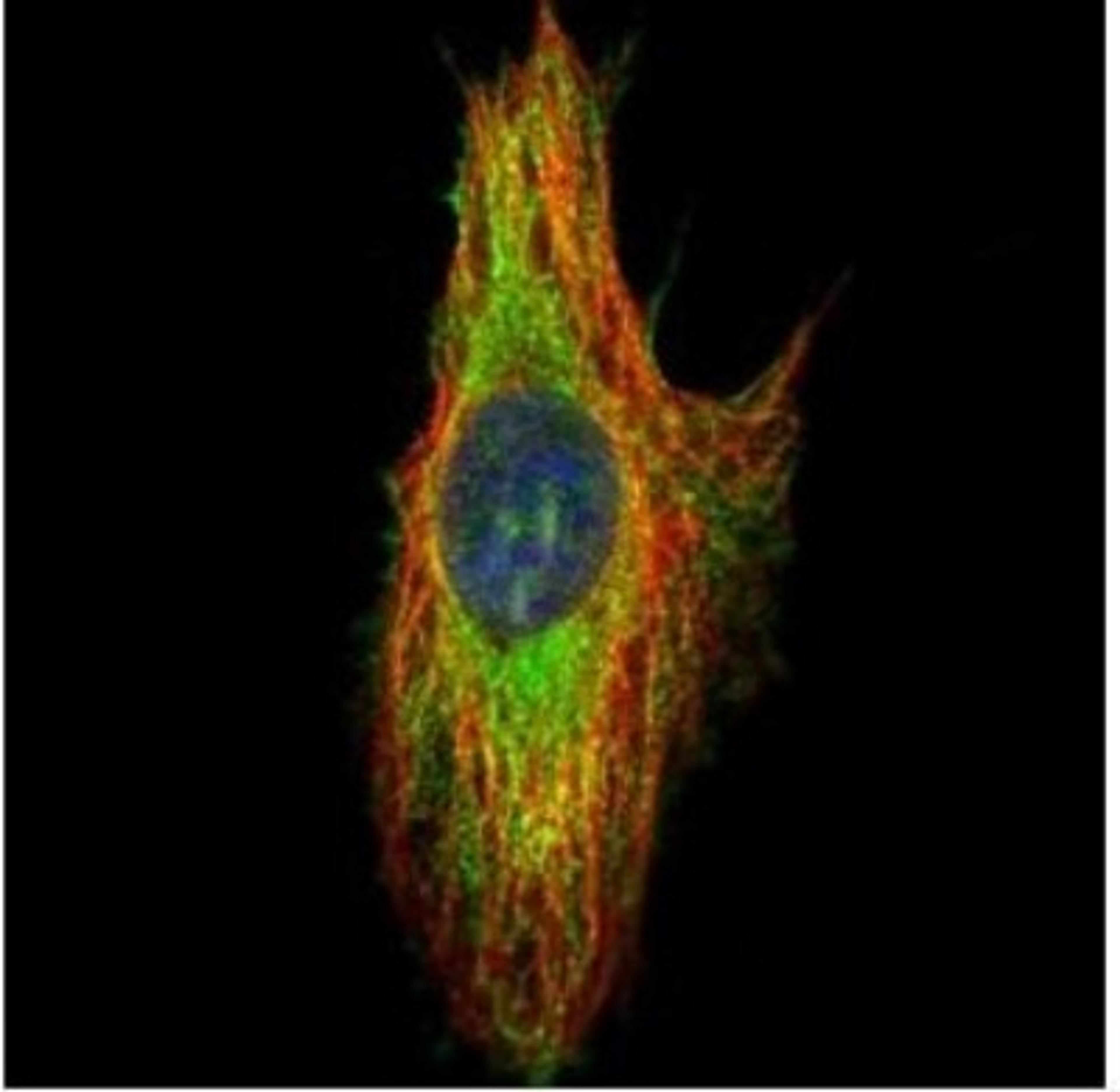 Immunocytochemistry/Immunofluorescence: Septin-8 Antibody [NBP2-15116] - Analysis of methanol-fixed HeLa, using 39332 antibody (Green) at 1:200 dilution. Alpha-tubulin filaments were labeled with an alpha Tubulin antibody (Red) at 1:2000.