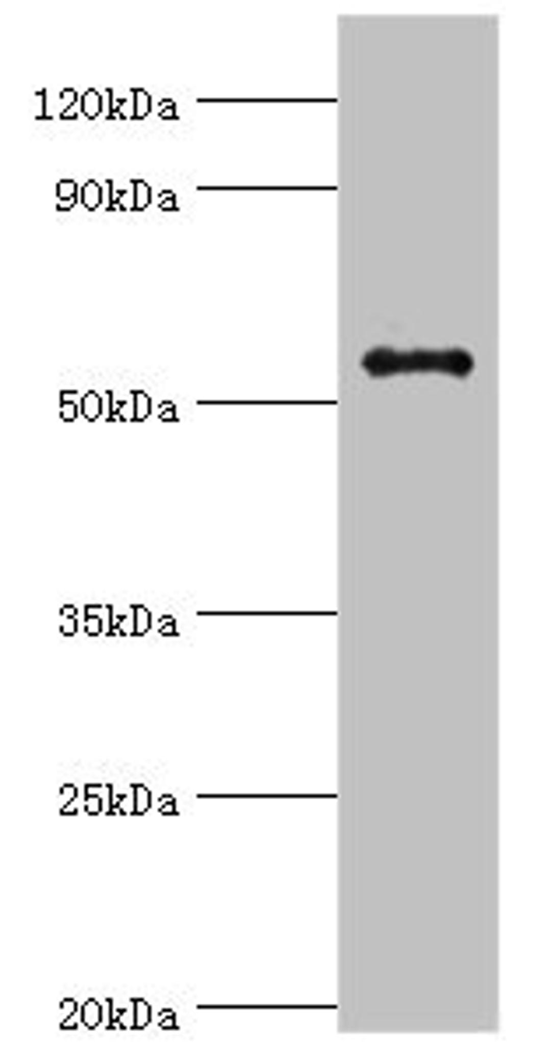 Western blot. All lanes: GPS1 antibody at 5µg/ml + Hela whole cell lysate. Secondary. Goat polyclonal to rabbit IgG at 1/10000 dilution. Predicted band size: 56, 60 kDa. Observed band size: 56 kDa