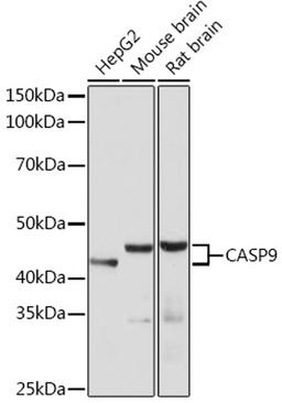 Western blot - CASP9 antibody (A18676)