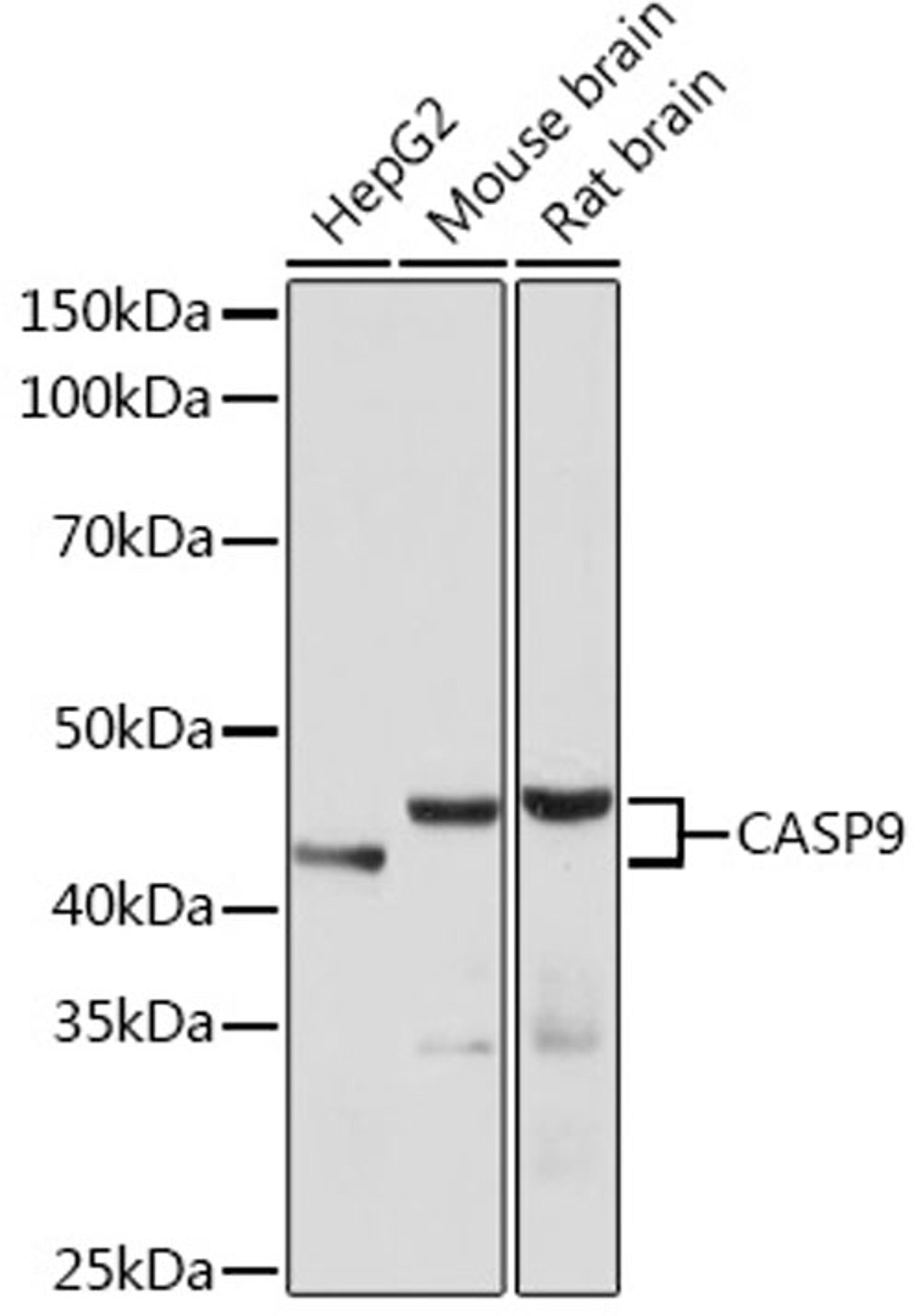 Western blot - CASP9 antibody (A18676)