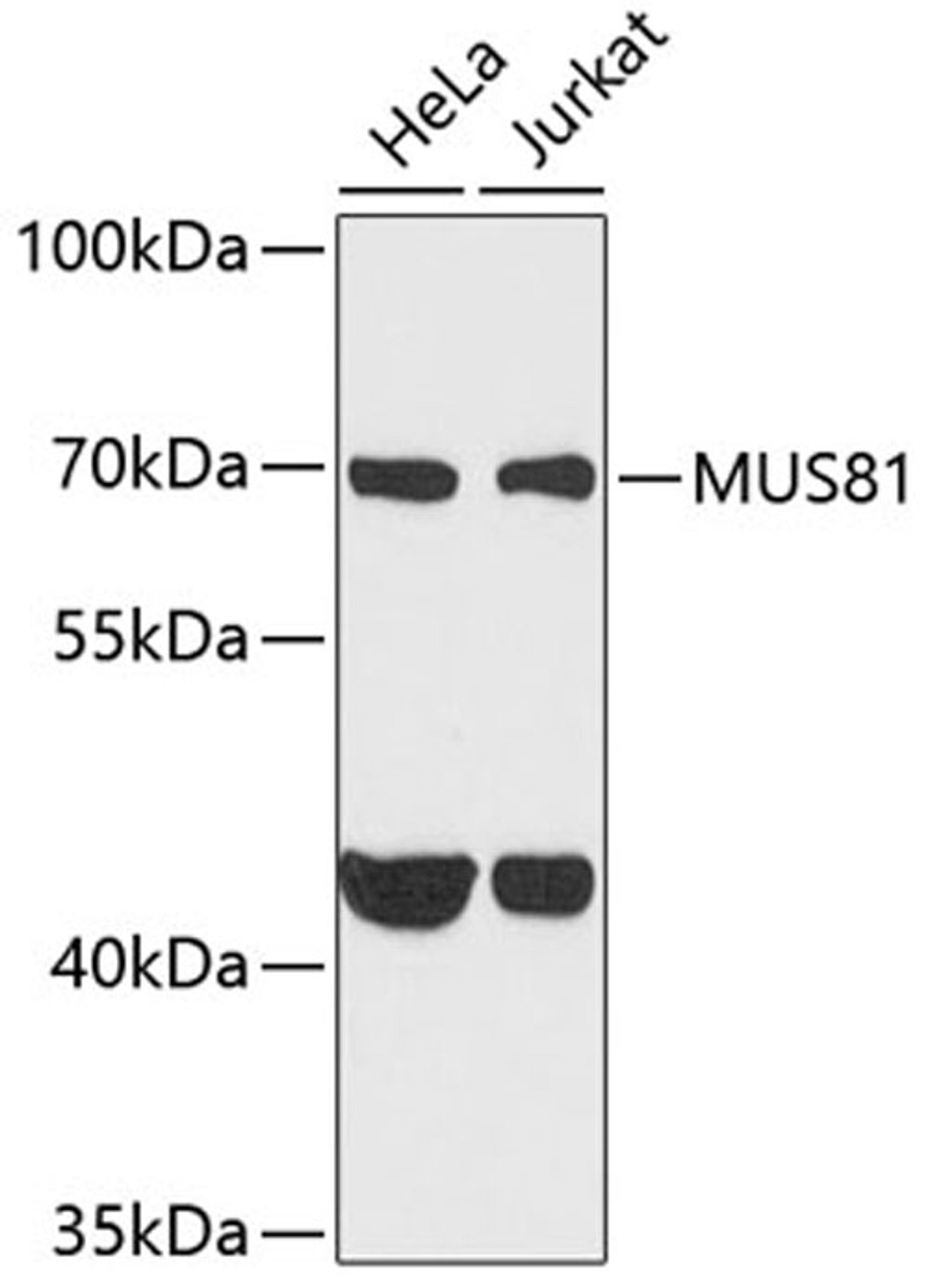 Western blot - MUS81 antibody (A6818)