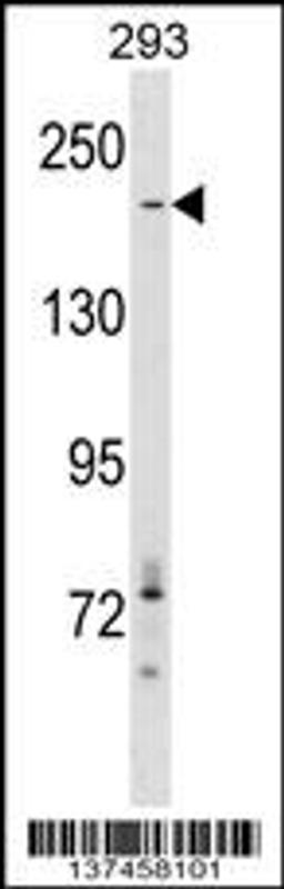 Western blot analysis in 293 cell line lysates (35ug/lane).