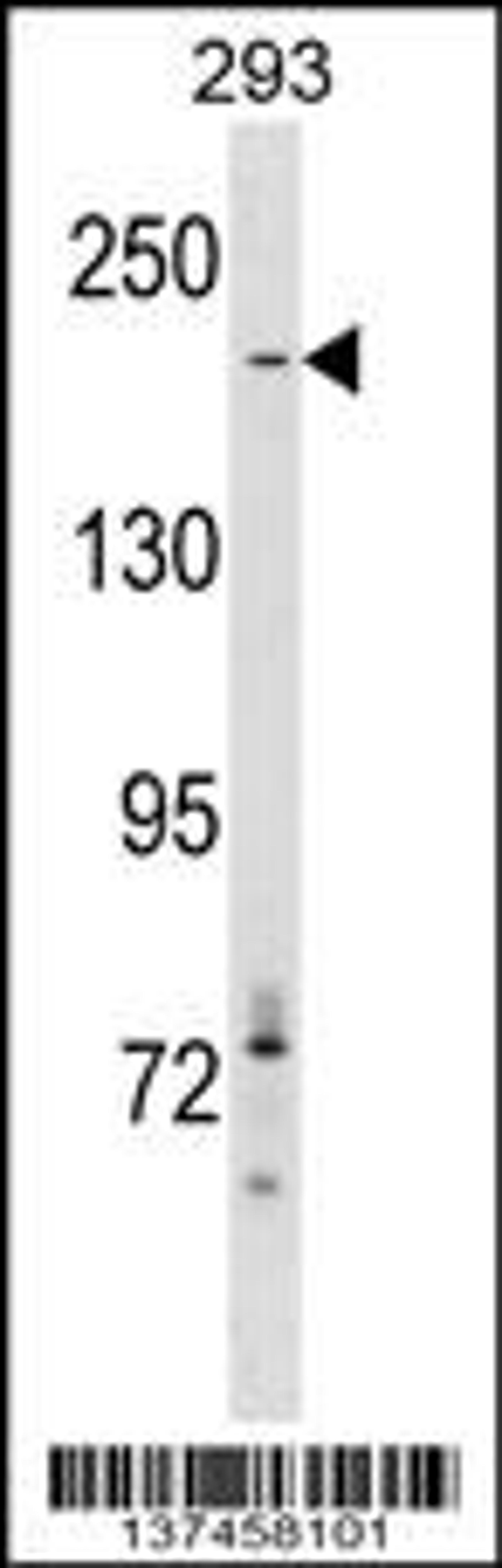 Western blot analysis in 293 cell line lysates (35ug/lane).