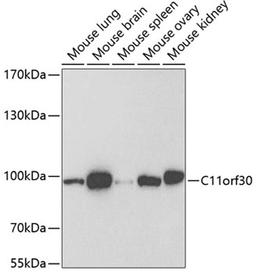 Western blot - C11orf30 antibody (A6138)